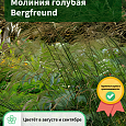 Молиния голубая Bergfreund Молиния голубая Bergfreund