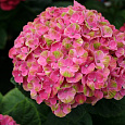 Гортензия крупнолистовая Мэджикал Корал