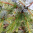 Ель Bicolor
