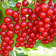 Смородина красная Щедрая Смородина красная Щедрая