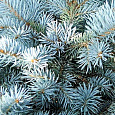 Ель колючая Блю Даймонд Ель колючая Блю Даймонд