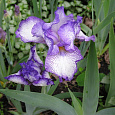Ирис германский Autumn  Circus Ирис германский Autumn  Circus