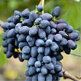 Виноград плодовый Надежда АЗОС