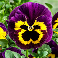 Виола крупноцветковая Инспайер Плюс Еллоу Парпл Винг Виола крупноцветковая Инспайер Плюс Еллоу Парпл Винг