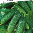 Огурец  Престиж F1 Огурец  Престиж F1