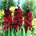 Гладиолус крупноцветковый Блэк Сюрпрайз Гладиолус крупноцветковый Блэк Сюрпрайз