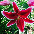 Лилия восточная Ред Айс Лилия восточная Ред Айс