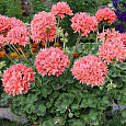 Пеларгония зональная Квантум Салмон Пеларгония зональная Квантум Салмон