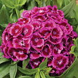 Гвоздика турецкая Barbarini Purple Гвоздика турецкая Barbarini Purple