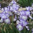 Ирис германский Autumn  Circus Ирис германский Autumn  Circus
