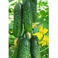 Огурец гибридный F1 Младший лейтенант Огурец гибридный F1 Младший лейтенант