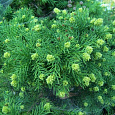 Криптомерия японская Elegans Viridis 