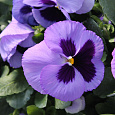 Виола крупноцветковая Экстрада Мид Блю Виола крупноцветковая Экстрада Мид Блю