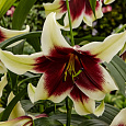 Лилия видовая Куси Мая Лилия видовая Куси Мая