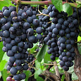 Виноград плодовый Памяти Домбковской Виноград плодовый Памяти Домбковской