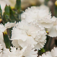 Гвоздика перистая Angel of Purity Гвоздика перистая Angel of Purity