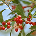 Лох зонтичный Pointilla Amoroso