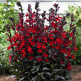Лобелия гибридная Crimson Princess Лобелия гибридная Crimson Princess