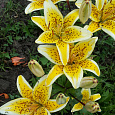 Лилия Yellow Electric