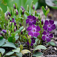 Барвинок (Фиалка ведьм) малый Verino Барвинок (Фиалка ведьм) малый Verino
