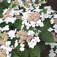 Гортензия крупнолистная Lanarth White