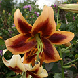 Лилия ОТ-гибрид Ред Морнинг Лилия ОТ-гибрид Ред Морнинг