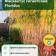 Мискантус гигантский Floridus Мискантус гигантский Floridus