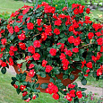 Бальзамин ампельный Тумблер Скарлет Бальзамин ампельный Тумблер Скарлет