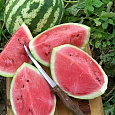 Арбуз Кримсон Свит