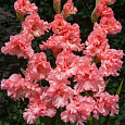 Гладиолус гибридный Frizzled Pink Гладиолус гибридный Frizzled Pink