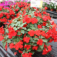 Бальзамин ампельный Тумблер Скарлет Бальзамин ампельный Тумблер Скарлет