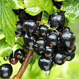 Смородина черная Чудное мгновение