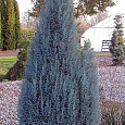 Кипарисовик Лавсона Пелтс Блю Кипарисовик Лавсона Пелтс Блю