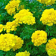 Бархатцы отклоненные махровые Бой желтые Бархатцы отклоненные махровые Бой желтые