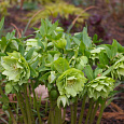 Морозник восточный Green double Морозник восточный Green double