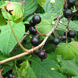 Смородина черная Гармония Смородина черная Гармония