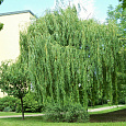 Ива белая Тристис Ива белая Тристис
