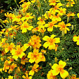 Бархатцы тонколистные Лимонный самоцвет