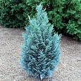 Кипарисовик Лавсона Пелтс Блю Кипарисовик Лавсона Пелтс Блю