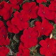 Бальзамин Лоллипоп Черри Ред Бальзамин Лоллипоп Черри Ред