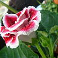Глоксиния Импресс Пинк Биколор