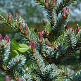 Ель Bicolor