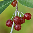 Лох зонтичный Pointilla Amoroso
