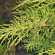 Можжевельник средний Голд Стар