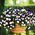 Виола (Фиалка, Анютины глазки) ампельная Жемчужный водопад F1 Виола (Фиалка, Анютины глазки) ампельная Жемчужный водопад F1