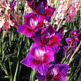 Гладиолус крупноцветковый Велвет Айз Гладиолус крупноцветковый Велвет Айз