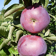 Яблоня Фаворит Яблоня Фаворит