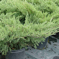 Можжевельник казацкий Блю Донаубе Можжевельник казацкий Блю Донаубе