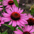 Рудбекия пурпурная Розовая Рудбекия пурпурная Розовая