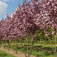 Вишня мелкопильчатая Royal Burgundy